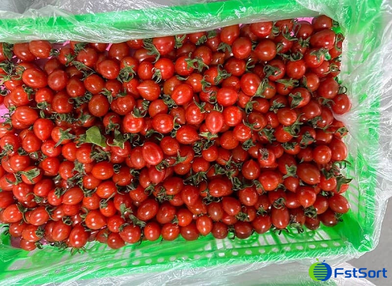 images/1703491725721cherry tomato processing line.jpg